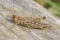 Grasshoppers and Bush-crickets: Meadow Grasshopper (Chorthippus parallelus)